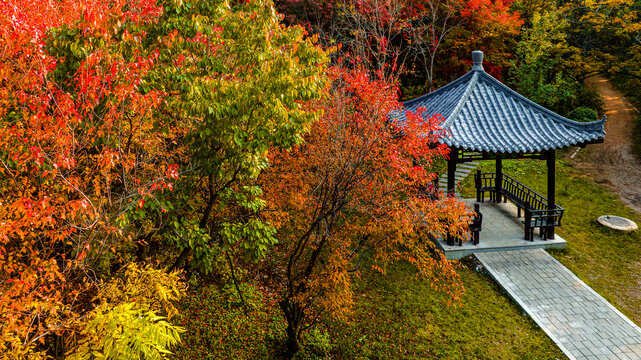 秋季的中国长春南湖公园红叶