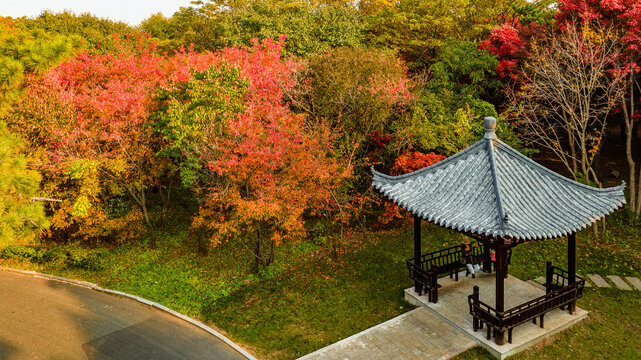 秋季的中国长春南湖公园红叶