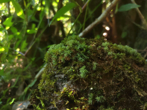 苔藓青苔