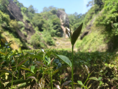 茶芽