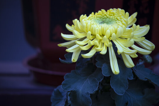 黄色菊花图片下载