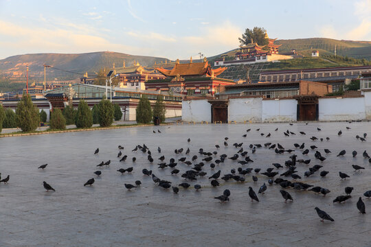 安多合作寺院