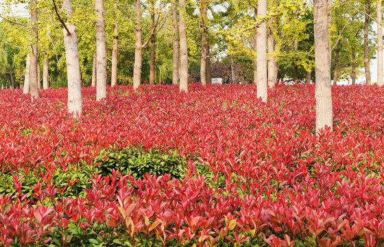 红叶石楠花园