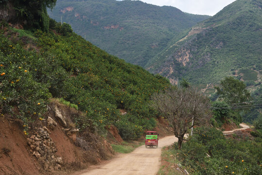 大山里的柑橘种植园