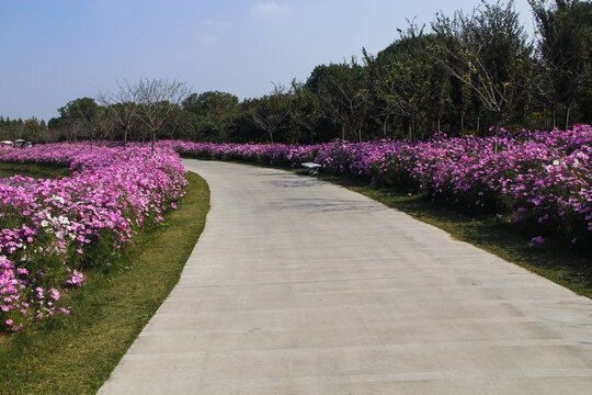 格桑花