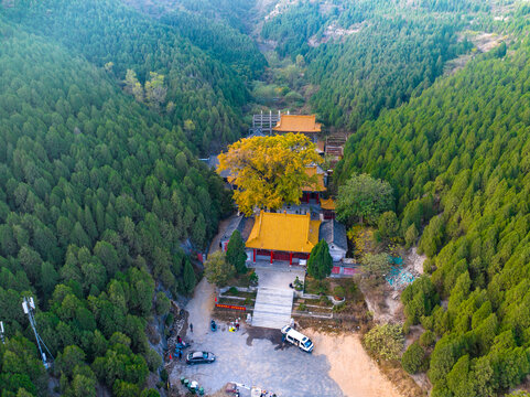 济南港沟淌豆寺千年银杏