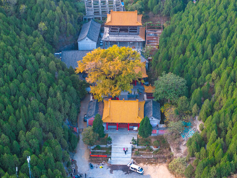 济南港沟淌豆寺千年银杏