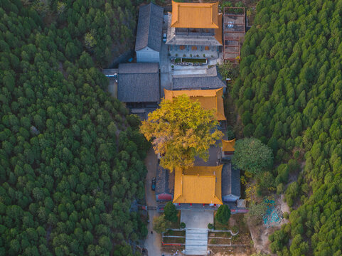 济南港沟淌豆寺千年银杏