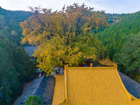 济南港沟淌豆寺千年银杏