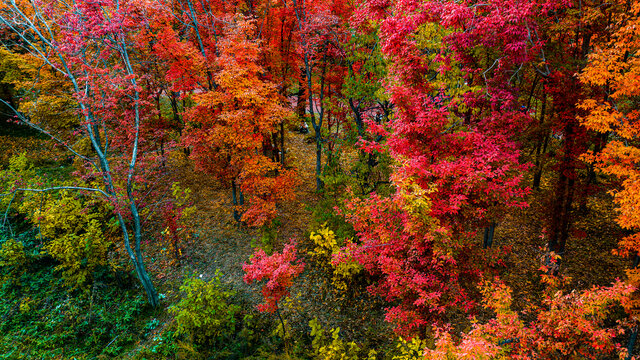 秋季的长春南湖公园红叶风景