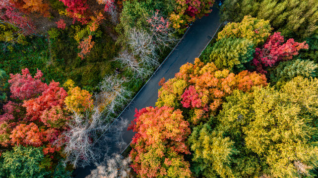 秋季的长春南湖公园森林景观