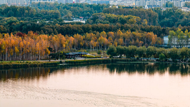 长春南湖公园白桦林秋季风景