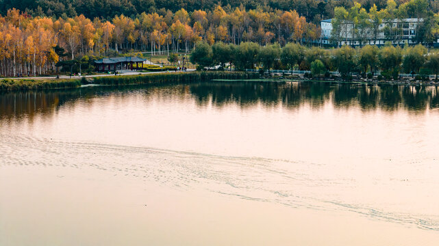 长春南湖公园白桦林秋季风景