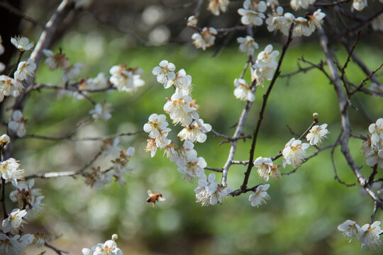 蜂恋花