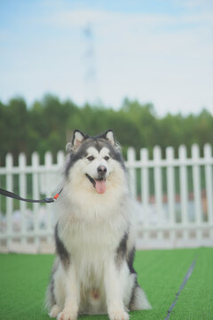 雪橇阿拉斯加犬