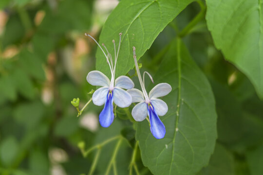 蓝蝴蝶花