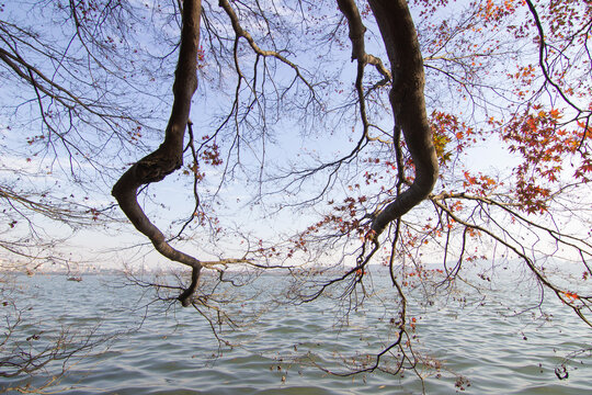 杭州西湖边的红色枫树