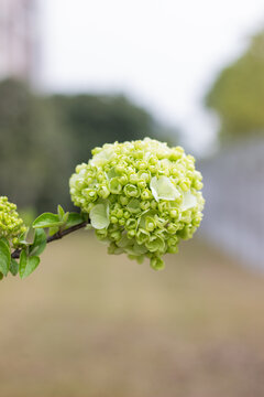 春天木绣球花卉特写