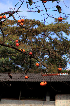 房顶上的柿子