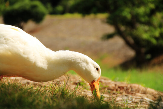 怼草的大白鸭