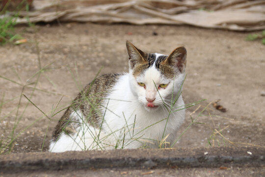 舔舌头的三花猫