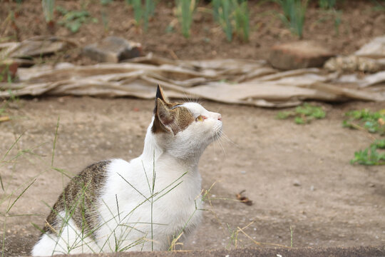 帅气三花猫