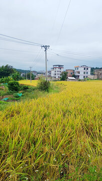 金色稻田