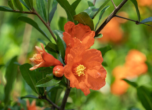 石榴树石榴花