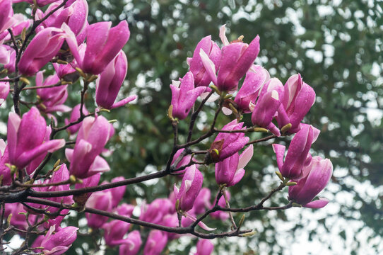 春天里公园里盛开的紫玉兰花