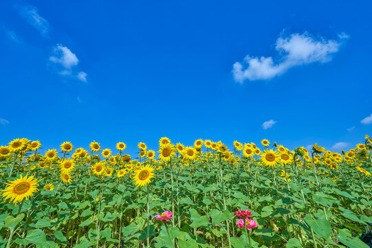 向日葵花海