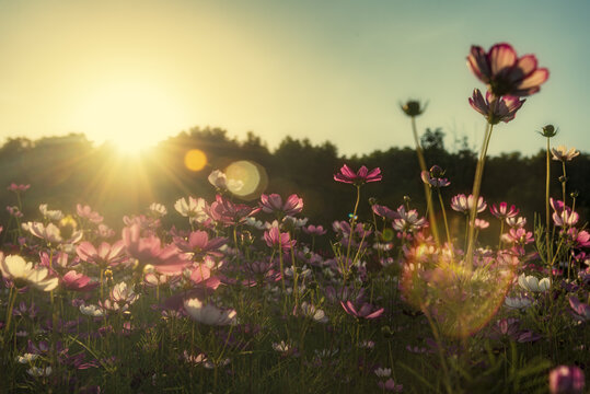 逆光格桑花