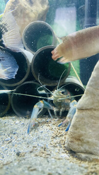 水族箱中的澳龙