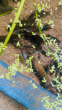 清水养殖蓝龙虾