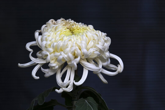 盛开的白越山菊花