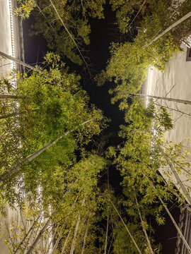 竹林夜景