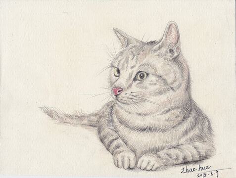 猫手绘彩铅装饰画