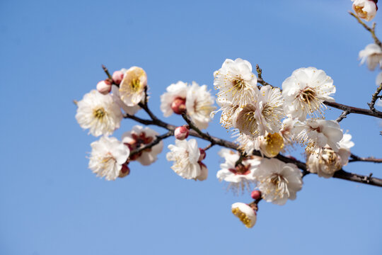 蓝色天空下的白色梅花