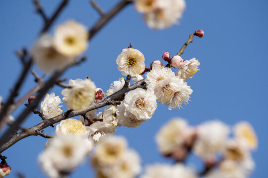 蓝色天空下的白色梅花