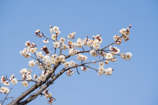 蓝色天空下的白色梅花