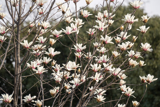 白玉兰满树花开