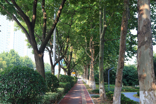 城市道路绿化景观