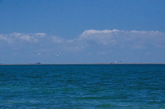 青海湖湖面上飞翔的海鸥