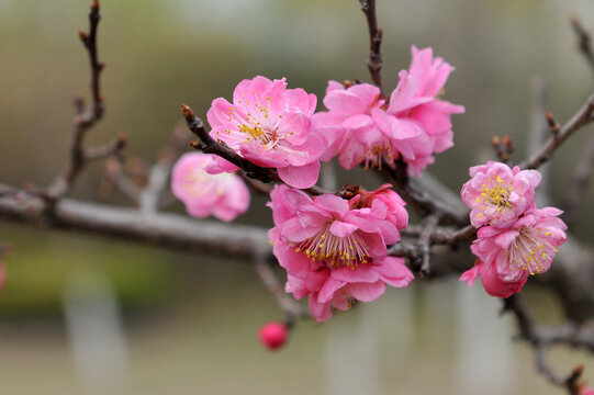 梅花