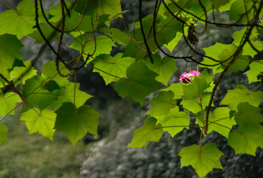 树叶与花