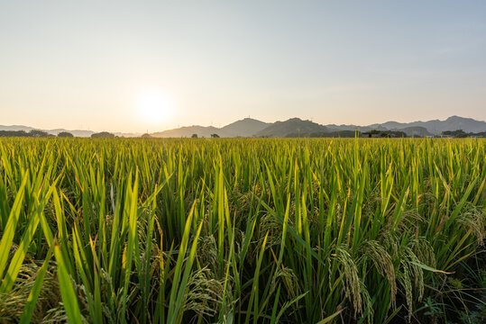 稻田