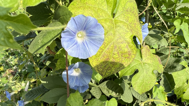 喇叭花特写