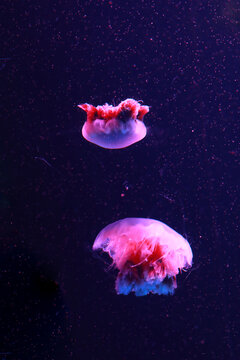 海洋馆水族海底世界水母