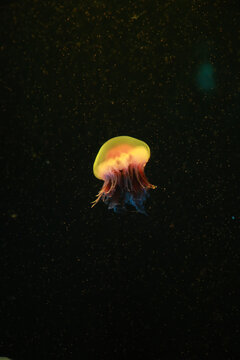 海洋馆水族海底世界水母
