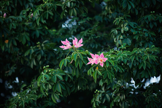 异木棉花