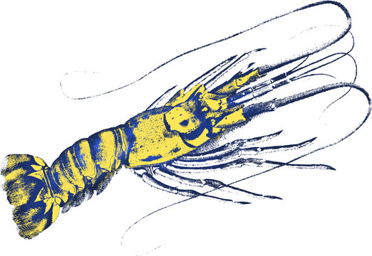 蓝色线描单色龙虾海洋动物素材